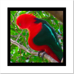 A distorted king parrot! Posters and Art